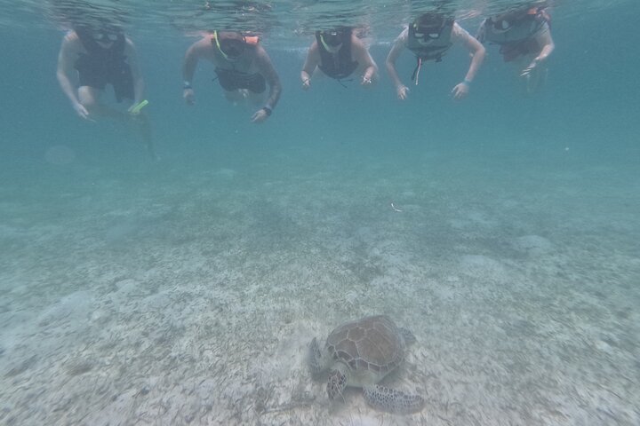 Visite privée de snorkeling avec des tortues marines dans la baie d'Akumal, Mexique, photo 19 | wizardtrip