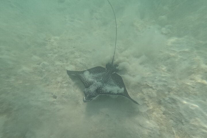 Visite privée de snorkeling avec des tortues marines dans la baie d'Akumal, Mexique, photo 20 | wizardtrip