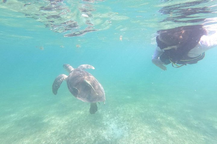 Visite privée de snorkeling avec des tortues marines dans la baie d'Akumal, Mexique, photo 23 | wizardtrip