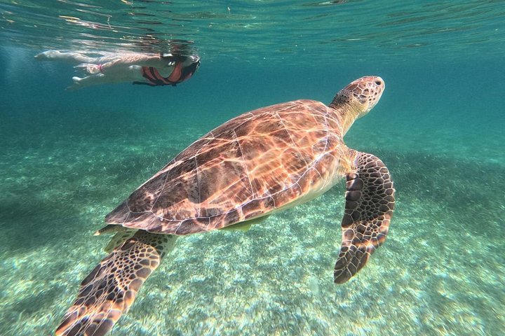 Visite privée de snorkeling avec des tortues marines dans la baie d'Akumal, Mexique, photo 24 | wizardtrip