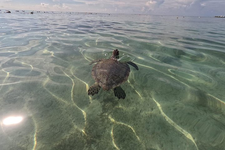 Visite privée de snorkeling avec des tortues marines dans la baie d'Akumal, Mexique, photo 25 | wizardtrip