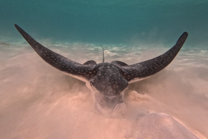 Visite privée de snorkeling avec des tortues marines dans la baie d'Akumal, Mexique, photo 26 | wizardtrip