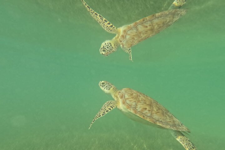 Visite privée de snorkeling avec des tortues marines dans la baie d'Akumal, Mexique, photo 27 | wizardtrip