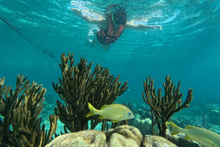 Visite privée de snorkeling avec des tortues marines dans la baie d'Akumal, Mexique, photo 29 | wizardtrip