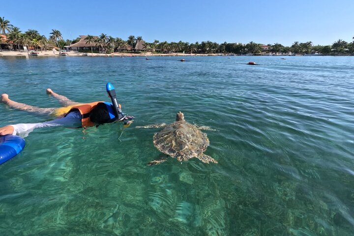 Visite privée de snorkeling avec des tortues marines dans la baie d'Akumal, Mexique, photo 30 | wizardtrip