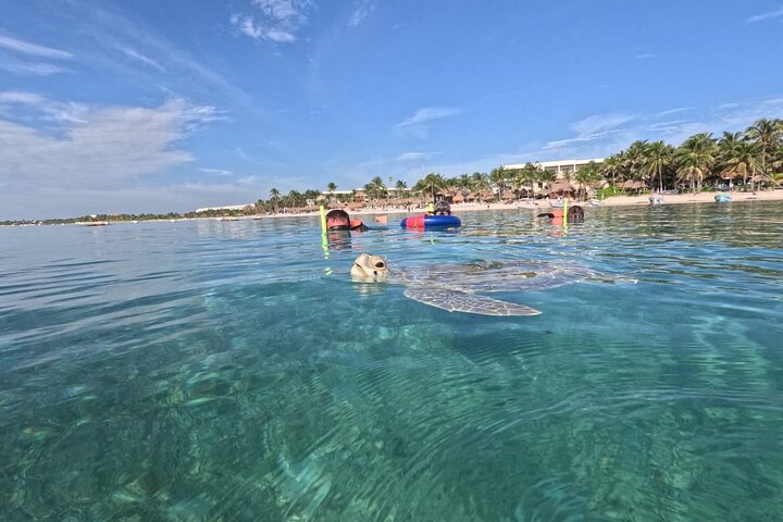 Visite privée de snorkeling avec des tortues marines dans la baie d'Akumal, Mexique, photo 31 | wizardtrip