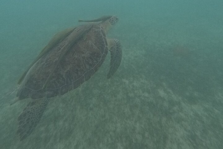 Visite privée de snorkeling avec des tortues marines dans la baie d'Akumal, Mexique, photo 32 | wizardtrip