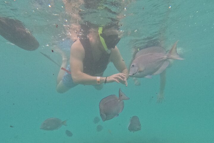 Visite privée de snorkeling avec des tortues marines dans la baie d'Akumal, Mexique, photo 34 | wizardtrip