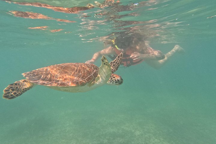Visite privée de snorkeling avec des tortues marines dans la baie d'Akumal, Mexique, photo 36 | wizardtrip