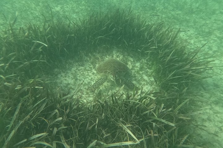Visite privée de snorkeling avec des tortues marines dans la baie d'Akumal, Mexique, photo 37 | wizardtrip