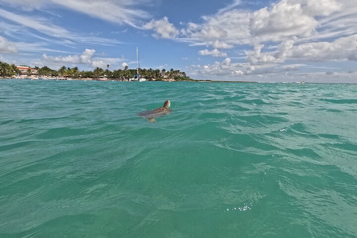 Visite privée de snorkeling avec des tortues marines dans la baie d'Akumal, Mexique, photo 41 | wizardtrip
