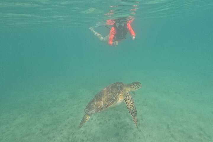 Visite privée de snorkeling avec des tortues marines dans la baie d'Akumal, Mexique, photo 44 | wizardtrip