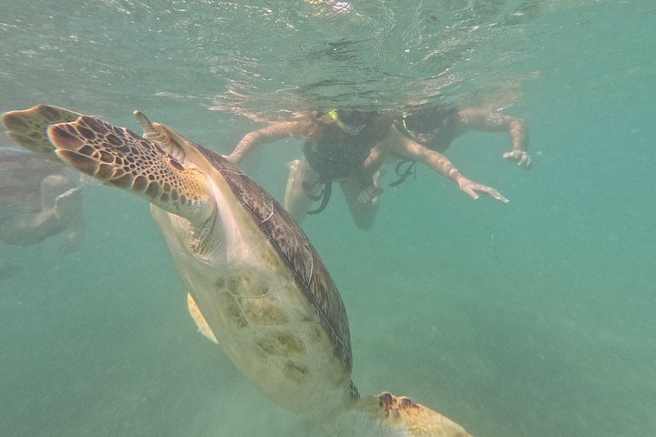 Visite privée de snorkeling avec des tortues marines dans la baie d'Akumal, Mexique, photo 46 | wizardtrip
