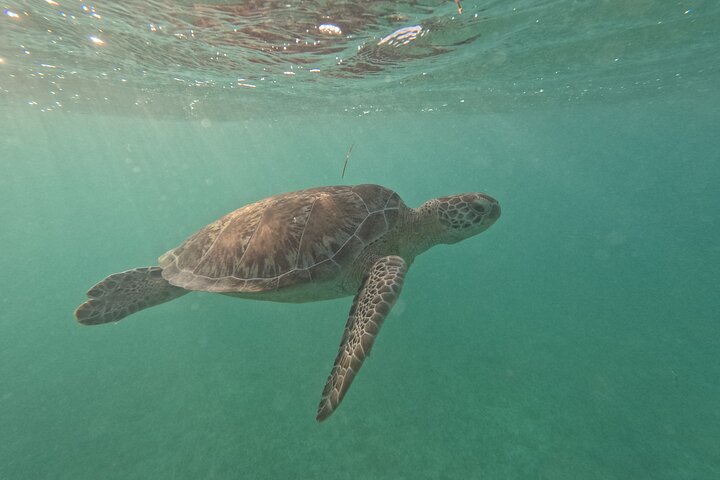 Visite privée de snorkeling avec des tortues marines dans la baie d'Akumal, Mexique, photo 48 | wizardtrip
