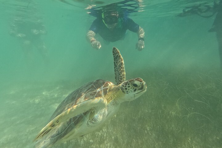 Visite privée de snorkeling avec des tortues marines dans la baie d'Akumal, Mexique, photo 49 | wizardtrip