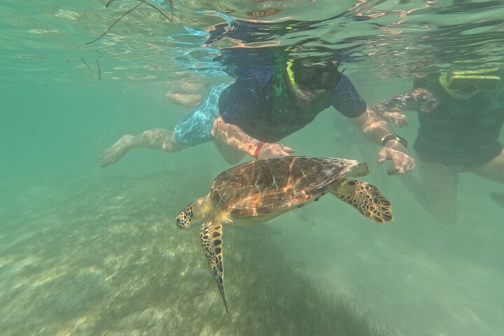 Visite privée de snorkeling avec des tortues marines dans la baie d'Akumal, Mexique, photo 50 | wizardtrip