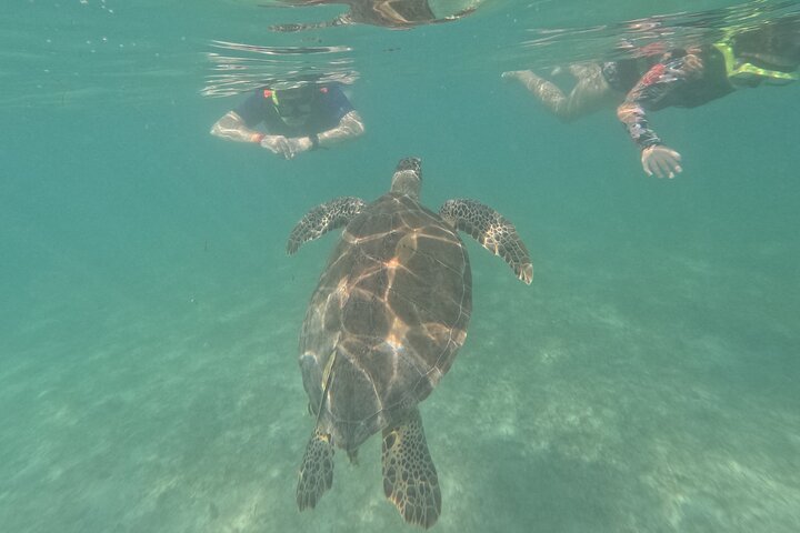 Visite privée de snorkeling avec des tortues marines dans la baie d'Akumal, Mexique, photo 51 | wizardtrip
