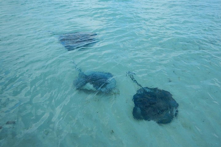 Aventura de snorkeling em Grand Turk com passeio de barco, exploração de recifes e encontros com arraias, foto 6 | wizardtrip