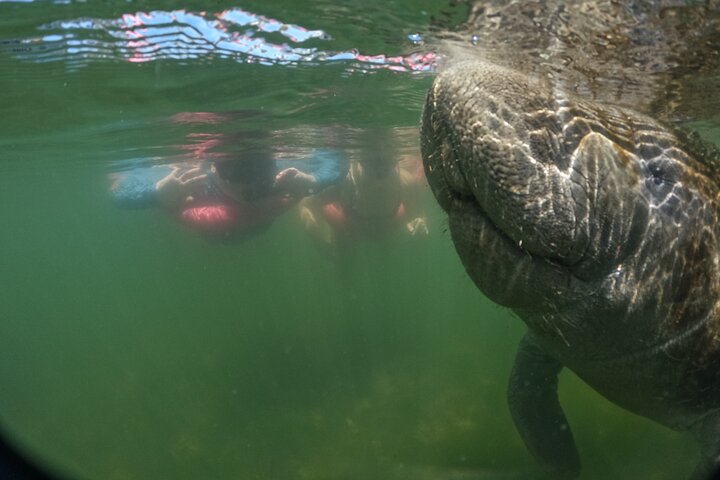 3 uur Kleine Groep All-Inclusive Zeekoe Zwemmen met Gratis Fotopakket | wizardtrip