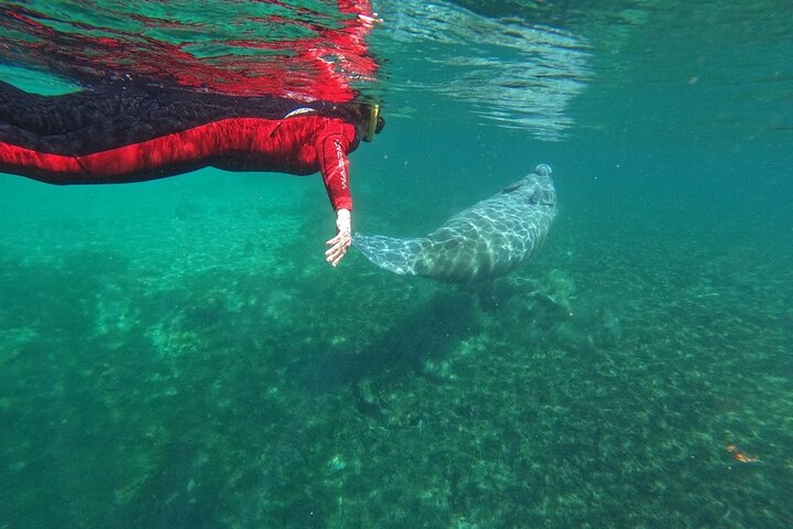 Small group manatee swim tour in Crystal River, Florida, with included photo package, photo 7 | wizardtrip