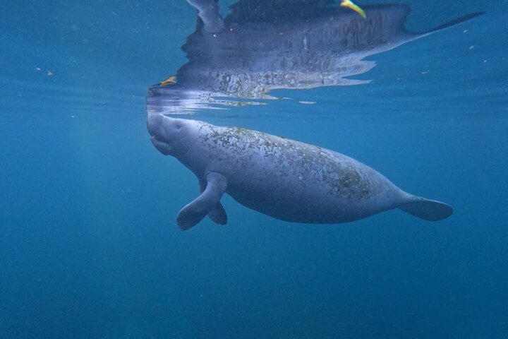 Small group manatee swim tour in Crystal River, Florida, with included photo package, photo 8 | wizardtrip