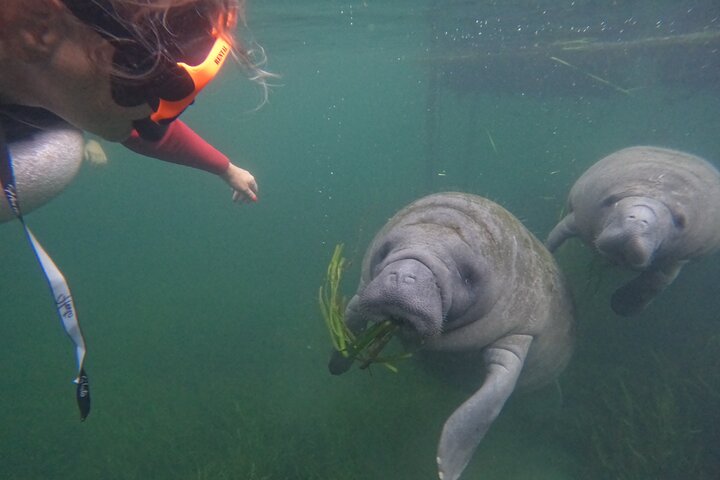 Small group manatee swim tour in Crystal River, Florida, with included photo package, photo 10 | wizardtrip