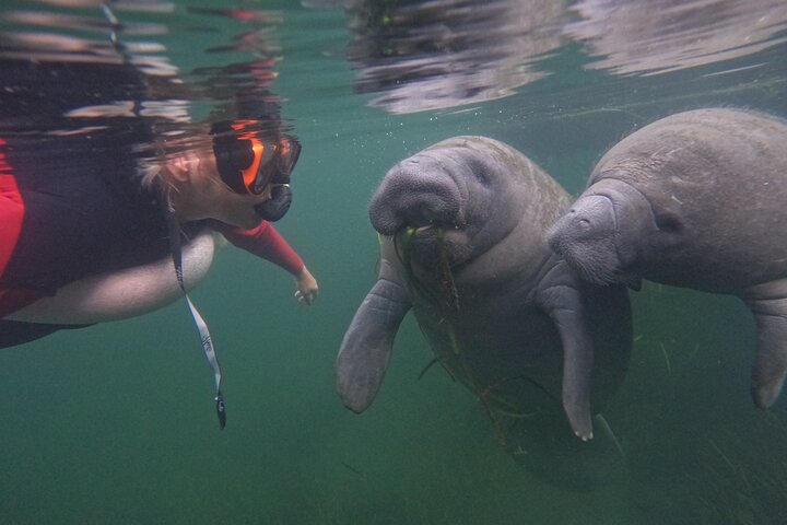 Small group manatee swim tour in Crystal River, Florida, with included photo package, photo 11 | wizardtrip
