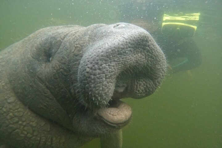 Small group manatee swim tour in Crystal River, Florida, with included photo package, photo 12 | wizardtrip