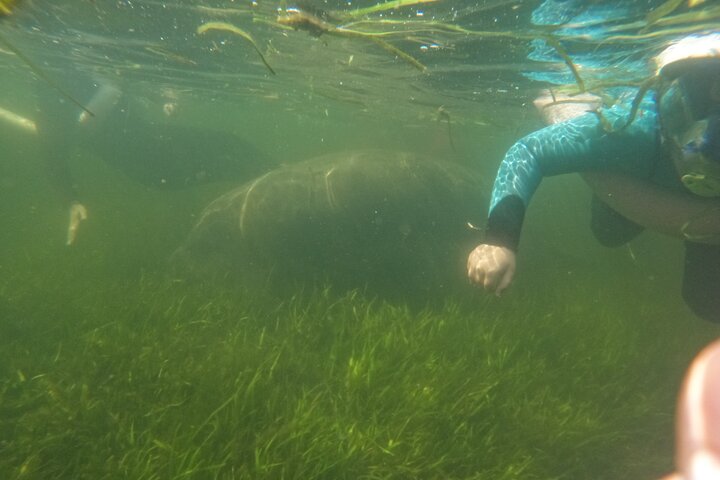 Small group manatee swim tour in Crystal River, Florida, with included photo package, photo 13 | wizardtrip