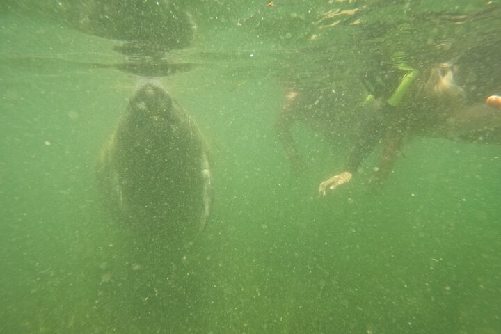 Small group manatee swim tour in Crystal River, Florida, with included photo package, photo 18 | wizardtrip