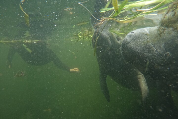 Small group manatee swim tour in Crystal River, Florida, with included photo package, photo 19 | wizardtrip