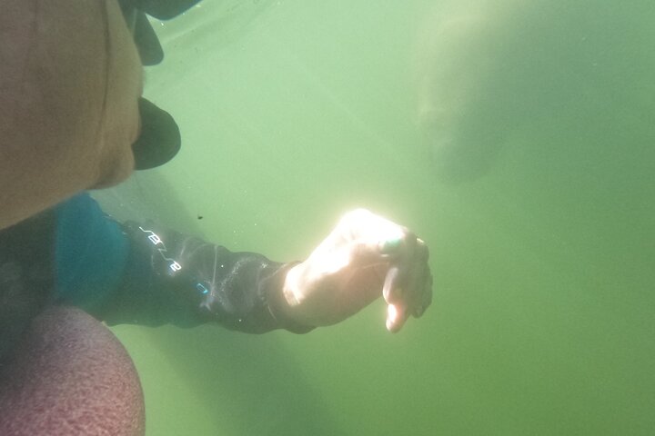 Small group manatee swim tour in Crystal River, Florida, with included photo package, photo 20 | wizardtrip