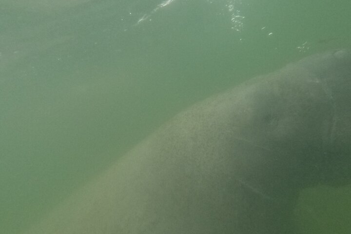 Small group manatee swim tour in Crystal River, Florida, with included photo package, photo 21 | wizardtrip