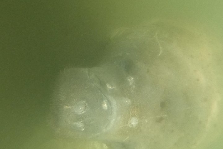 Small group manatee swim tour in Crystal River, Florida, with included photo package, photo 22 | wizardtrip