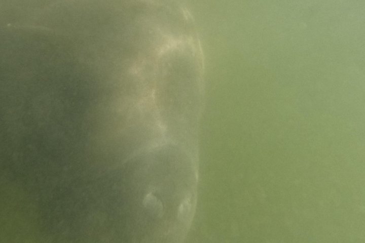 Small group manatee swim tour in Crystal River, Florida, with included photo package, photo 23 | wizardtrip