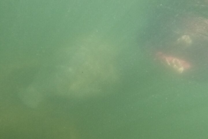 Small group manatee swim tour in Crystal River, Florida, with included photo package, photo 24 | wizardtrip