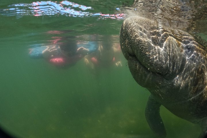 Small group manatee swim tour in Crystal River, Florida, with included photo package, photo 25 | wizardtrip