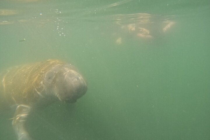 Small group manatee swim tour in Crystal River, Florida, with included photo package, photo 26 | wizardtrip