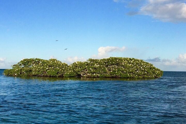 Bådtur-eventyr i Guadeloupe-lagunen, udforskning af mangrover og holme, foto 10 | wizardtrip