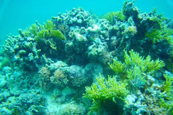 Bådtur-eventyr i Guadeloupe-lagunen, udforskning af mangrover og holme, foto 19 | wizardtrip