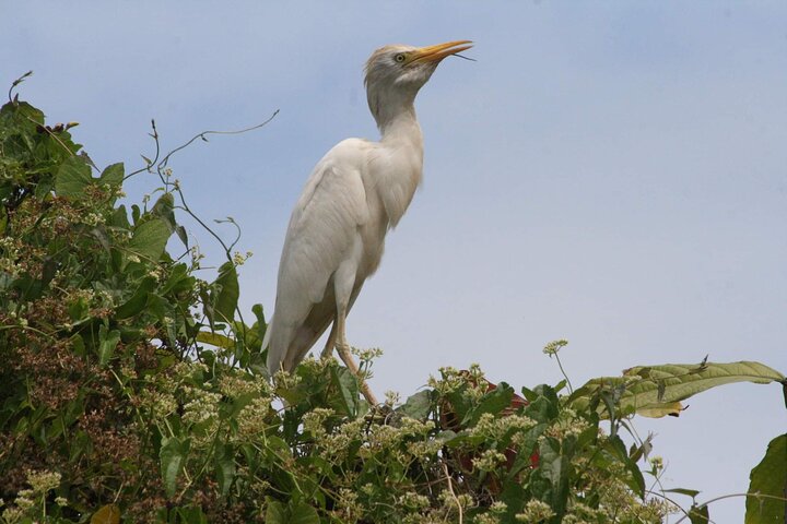 Bådtur-eventyr i Guadeloupe-lagunen, udforskning af mangrover og holme, foto 20 | wizardtrip
