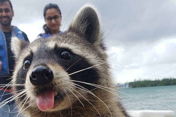 Exploration de l'île aux ratons laveurs en SUP/Kayak | wizardtrip