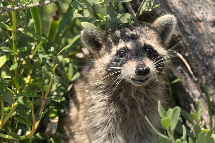 Kayaking and boat tour to Raccoon Island in Miami, exploring wildlife and ecosystems, photo 6 | wizardtrip