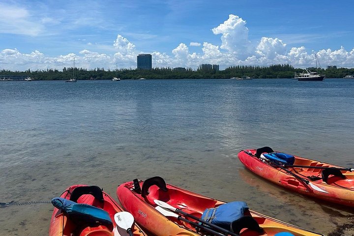 Kayaking and boat tour to Raccoon Island in Miami, exploring wildlife and ecosystems, photo 8 | wizardtrip