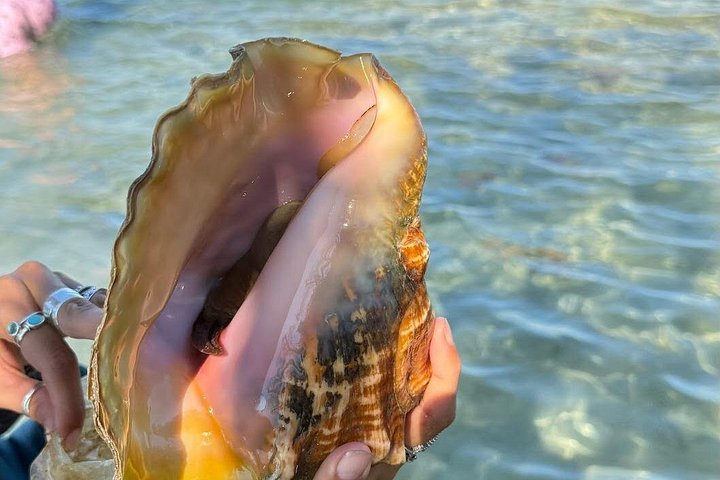Kayaking and boat tour to Raccoon Island in Miami, exploring wildlife and ecosystems, photo 11 | wizardtrip