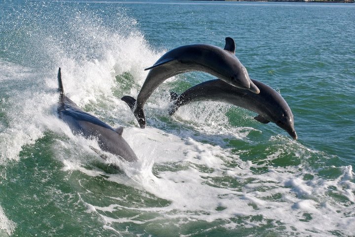 Delfin Racer Eventyrkrydstogt i St. Pete | wizardtrip