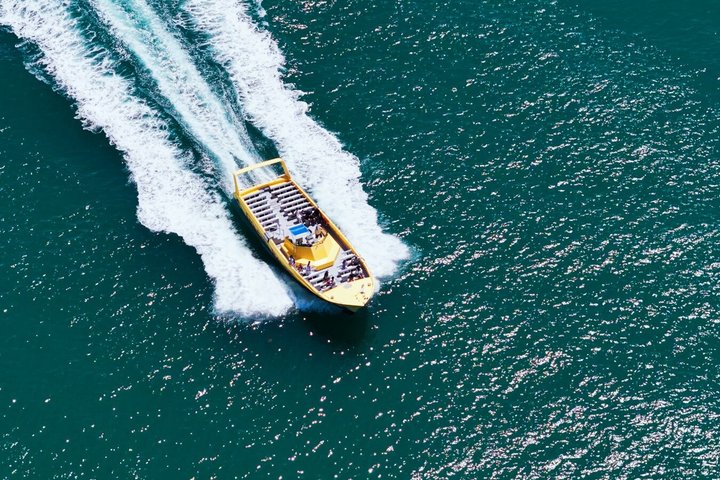 Tour in barca per l'avvistamento dei delfini nelle acque di St. Pete Beach, Florida, foto 9 | wizardtrip