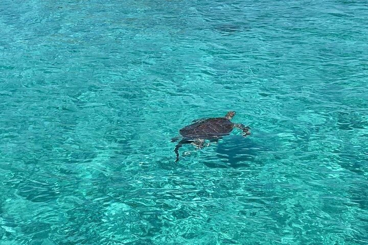 Nassau: Zwemmende Varkens en Schildpadden Snorkelen | wizardtrip