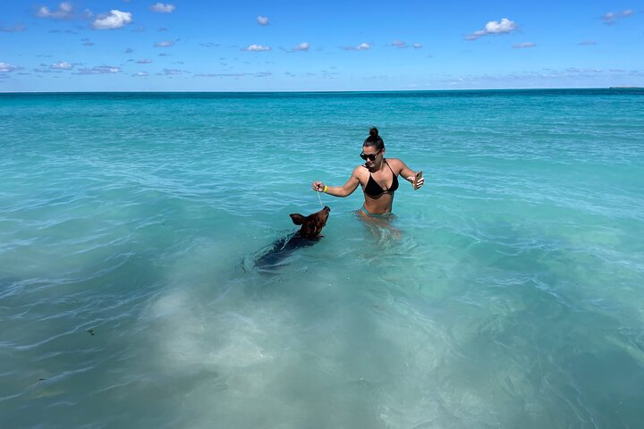 Nade com porcos e mergulhe com tartarugas num passeio de barco em Nassau, Bahamas, foto 6 | wizardtrip