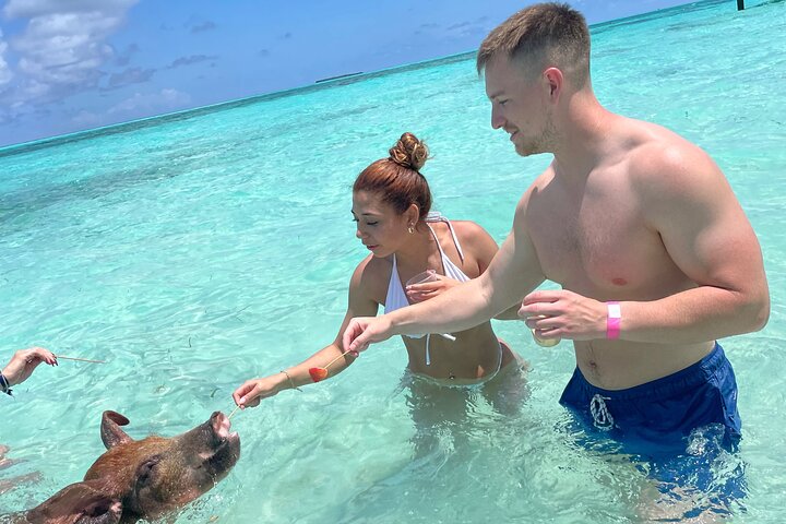 Nade com porcos e mergulhe com tartarugas num passeio de barco em Nassau, Bahamas, foto 9 | wizardtrip